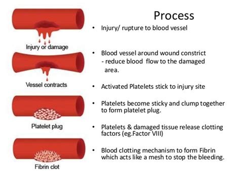 Pulmonary circuit and systemic circuit. How can we naturally increase our blood clotting process? - Quora