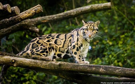 Interesting Facts About Clouded Leopards Just Fun Facts