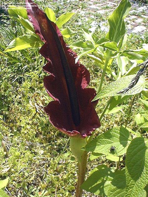 Plantfiles Pictures Dragon Flower Dragon Arum Voodoo Lily Black