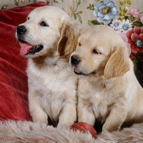 Learn the potential causes for runny stool and how to stop baby diarrhea fast. Dogs: Golden Retriever puppies, 6 weeks old photo WP14617