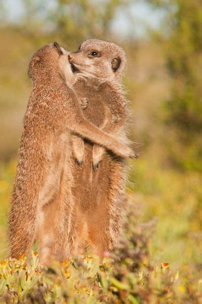 Meerkat Hug Meerkat Hug Animals