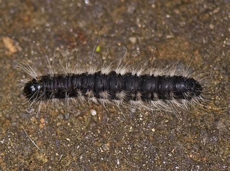 Black Fuzzy Caterpillar Flickr Photo Sharing