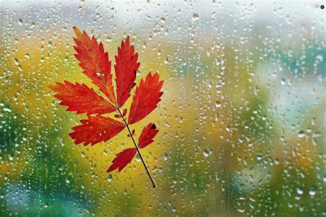 Glass Autumn Leaf Rain Beautiful Views Wallpapers