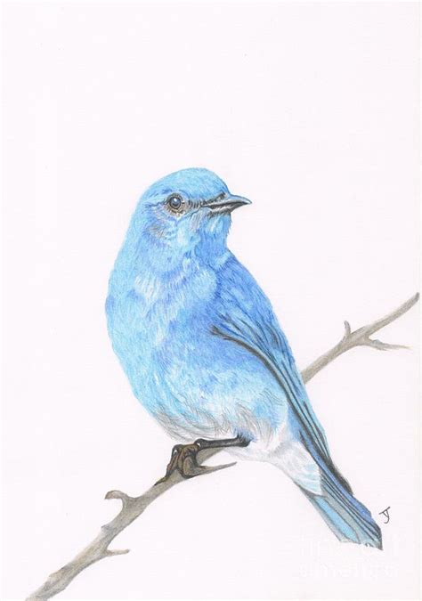 Mountain Bluebird Drawing By Yvonne Johnstone Pixels