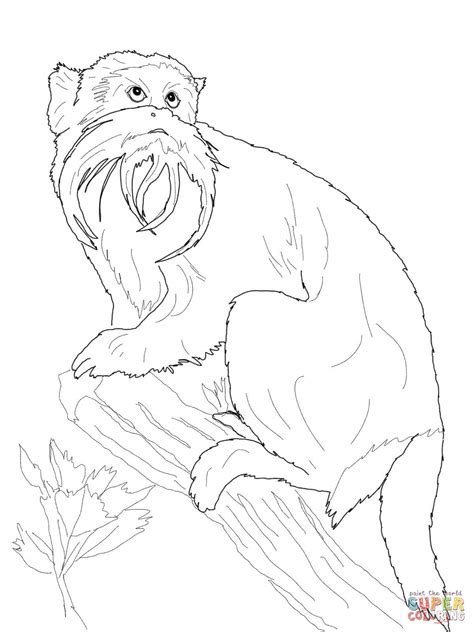 Coloring Monkey Marmoset Pages Pygmy Snow Monkeys Clipart Realistic