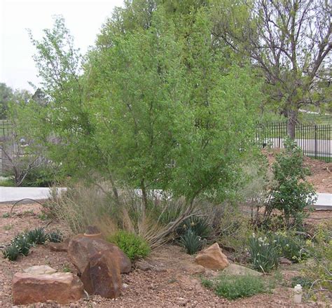 Euromonitor international is the leading provider of strategic market research if you purchase a report that is updated in the next 60 days, we will send you the new edition and data extract free! Forestiera neomexicana | High Plains Gardening