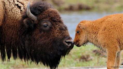 Petition · Restore Bison To Their Native Habitat United States