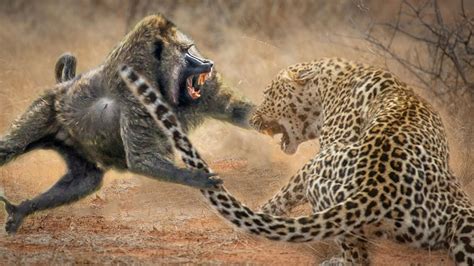 Leopard And Baboon Fight For Survive Youtube