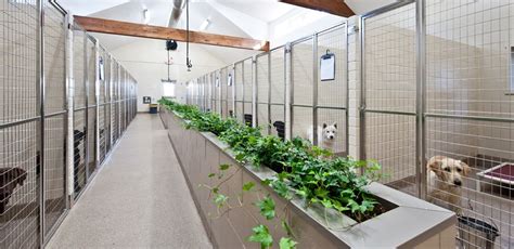 I have complete confidence in the associates. Kickapoo Ranch Pet Resort - Luxury Dog Boarding Kennel ...
