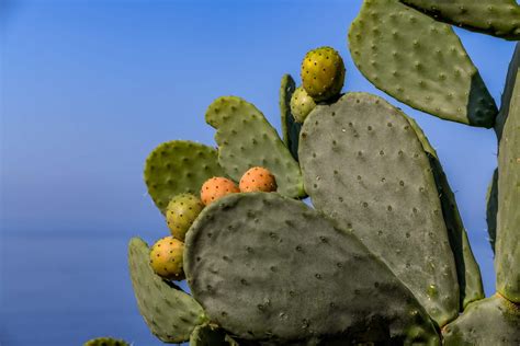 In the lush, tropical regions of mexico, south america and some caribbean islands, tall columnar cactus usually these buds were parboiled several times to remove the bitter flavor before they were eaten. Cactus You Can Eat (With Pictures) | Succulents Network