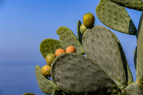 In the lush, tropical regions of mexico, south america and some caribbean islands, tall columnar cactus usually these buds were parboiled several times to remove the bitter flavor before they were eaten. Cactus You Can Eat (With Pictures) | Succulents Network