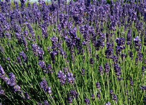 Lavandula English Lavender 8 Pot Hello Hello Plants And Garden Supplies