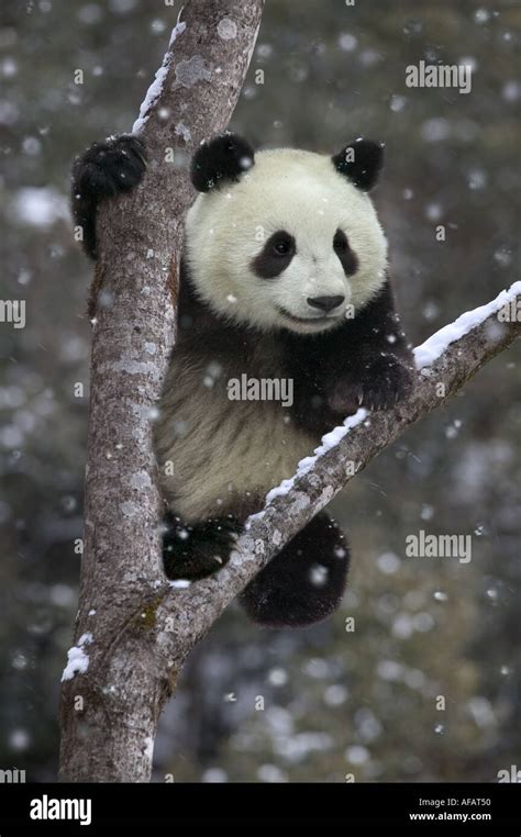 Giant Panda Cub Climb The Tree While Snow Falling Wolong Valley Sichuan