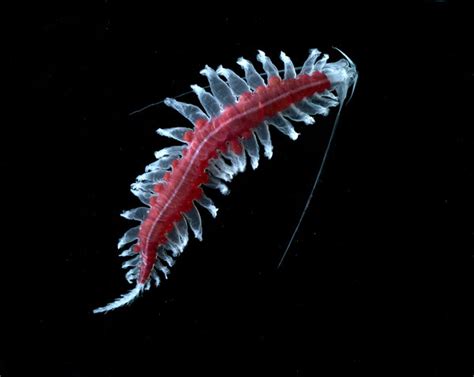 The Featured Creatures The Marine Worms