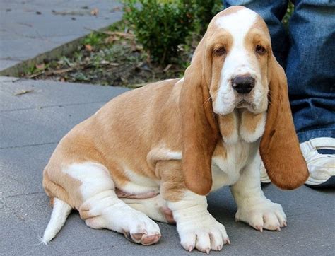 Basset hound puppies and dogs have a superior sense of smell for tracking. Basset Hound Info, Temperament, Puppies, Pictures