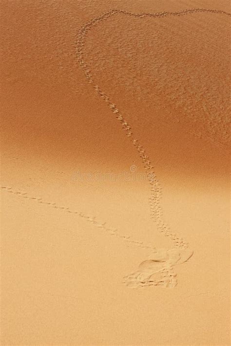 Animal Tracks On Sand Dunes Of The Arabian Desert Stock Photo Image