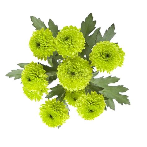 Green Chrysanthemums Stock Image Image Of Above Chrysanthemums 22079125