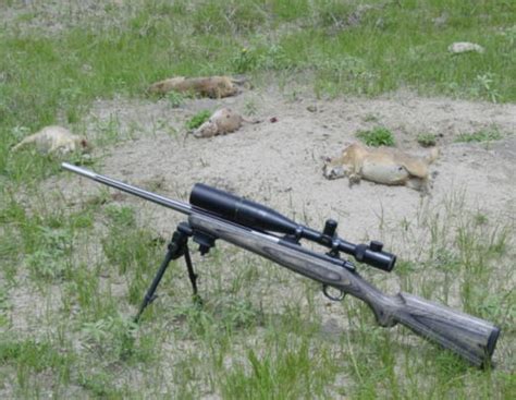 204 Ruger Guns Loads Optics And Gear For Varmint Hunting The