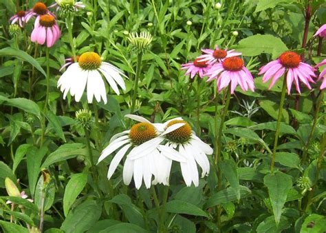 Maybe you would like to learn more about one of these? Summer-Blooming, Full Sun Perennials That Are Easy to Take ...