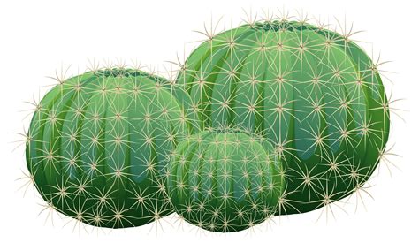 Barrel Cactus Isolated On White Background 1782877 Vector Art At Vecteezy