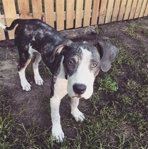 Great Dane And Pitbull Mix Puppies Pictures Temperament