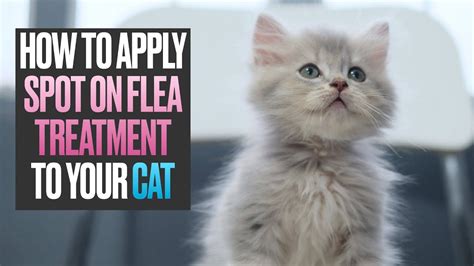 How To Apply Spot On Flea Treatment To Your Cat Youtube