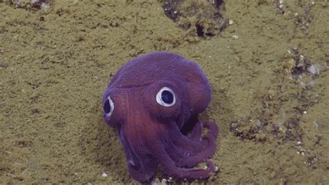 Scientists Find Squid With Googly Eyes Relaxing On Ocean Floor