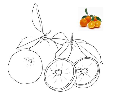10+ Belajar Mewarnai Gambar Buah Background - Dunia Edukasi