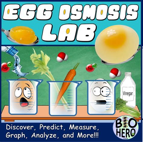 Objectives upon completion of this lab activity, you should be able to: EGG Osmosis LAB in 2020 | Osmosis, Science activities ...