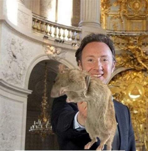 Téma la taille du rat Stéphane Bern Memes - Imgflip