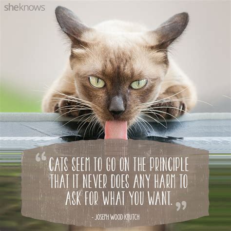 In fact, if you'd like a dog but can't have one, a siamese cat. 50 Cat Quotes That Only Feline Lovers Would Understand ...