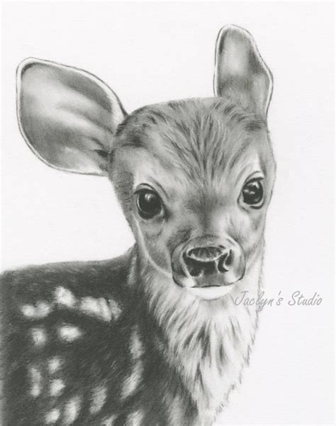 Baby Deer Sketch At Explore Collection Of Baby