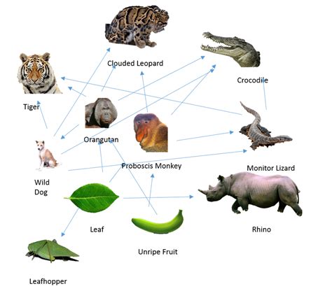 Food Web