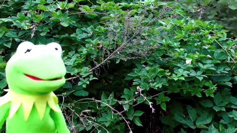 Kermit The Frog Rain Dance Muppets Gone Wild Sesame Street Funny Toy