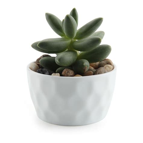 T4u Ceramic Succulent Plant Pots Mini Flower Planter Pot White With