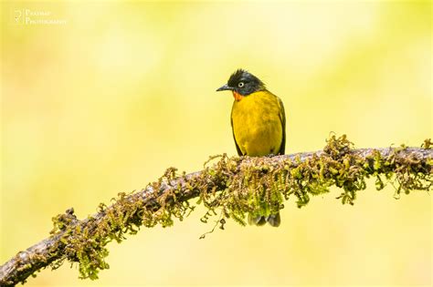 Simple Bird Photography Settings For Beginners Nature Photography