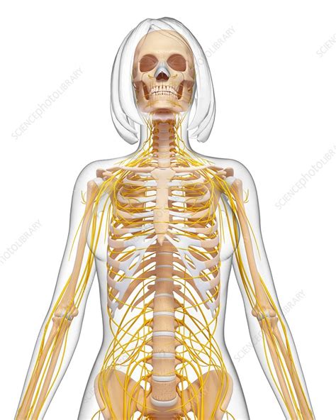 Female Anatomy Artwork Stock Image F Science Photo Library