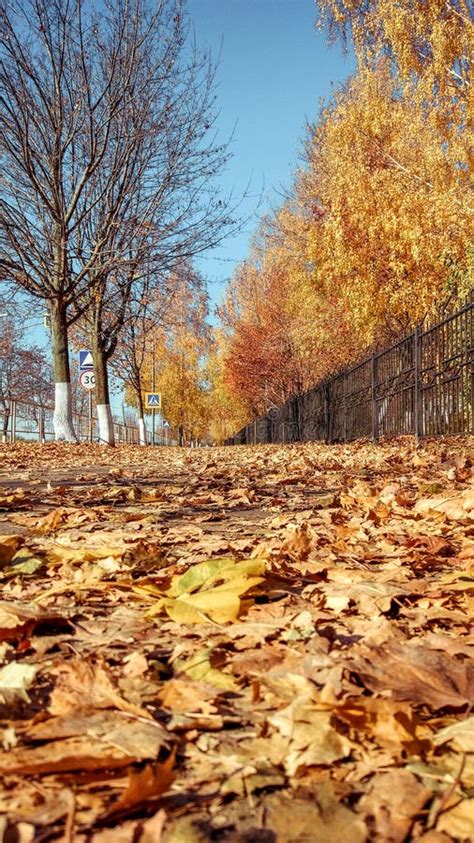 Vertical Photo Summer In City Autumn Park Trees Fence A Lot Of