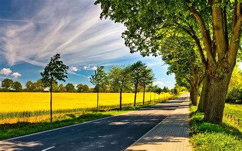 Nature Trees Streets Sunlight Roads Yellow Field Wallpapers Hd