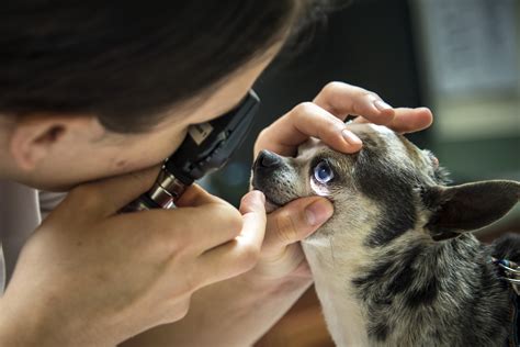 How Often Should You Take Dog To Vet