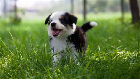 7 Reasons Why Your Border Collie Follows You Everywhere Paws And Learn