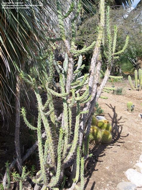 Plantfiles Pictures Austrocylindropuntia Species Eves Needle Cactus