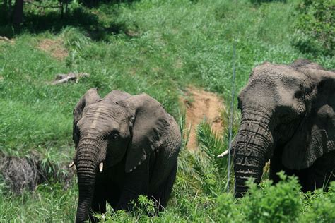 Baby African Elephant And Adult Free Stock Photo Public