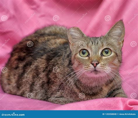 Striped Cat With A Clipped Ear Stock Photo Image Of Domestic Hungry