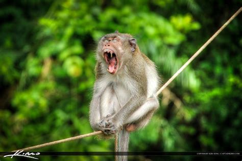 Monkey At Kampong Som Yawning Cambodia Royal Stock Photo