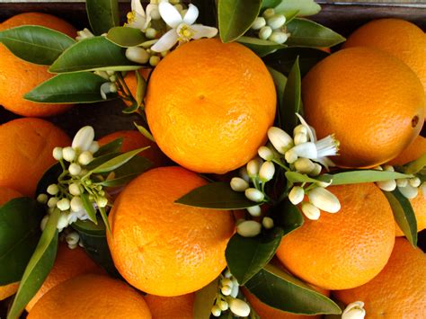 Free Images Fruit Flower Produce Tangerine Calabaza Kumquat