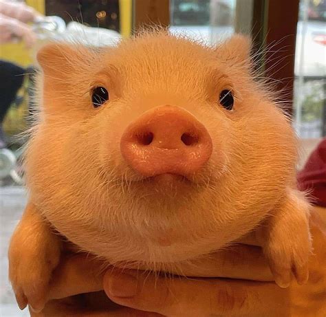 Cutest Chubby Piggy Rrareoinkers