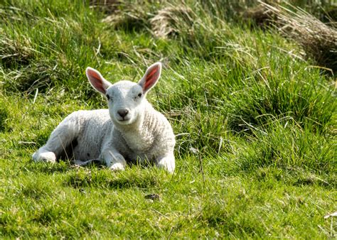 Spring Lamb In The Sunshine Free Stock Photo Public Domain Pictures