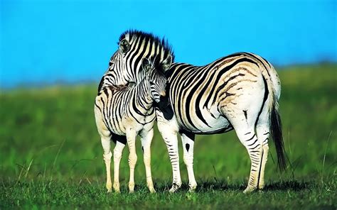 Most Cute And Dashing Zebra Wallpapers In Hd Wallpapers And Pictures