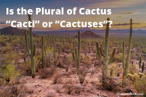 Cacti Or Cactuses Whats The Plural Of Cactus The Blue Book Of